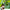 Bergamot Essential Oil (Furanocoumarin Free)