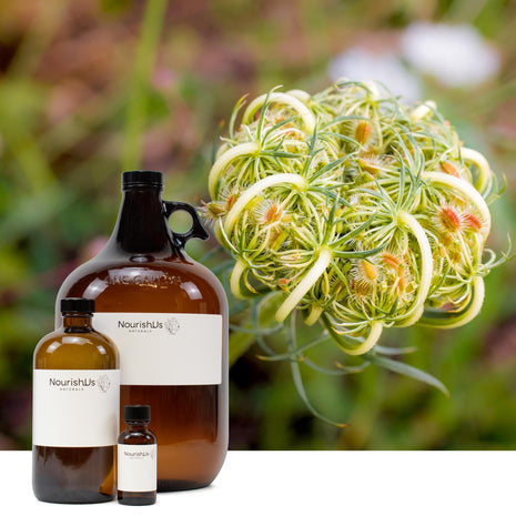 Carrot Seed Essential Oil