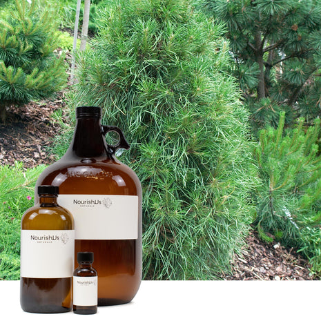 Scotch Pine Essential Oil