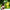 Ylang Ylang Essential Oil (Responsibly Grown)